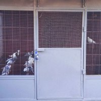 Птицы мира запертые в клетке :: Игорь Солдаткин