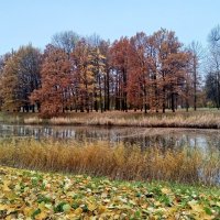 Осень :: Сапсан 