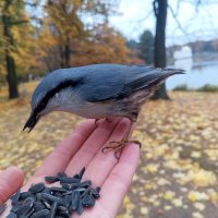 Поползень :: Сапсан Поползень :: Сапсан