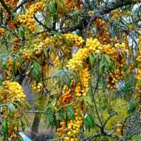 Облепиха в конце октября. :: Милешкин Владимир Алексеевич 
