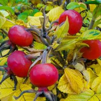 Шиповник в октябре. :: Милешкин Владимир Алексеевич Шиповник в октябре. :: Милешкин Владимир Алексеевич