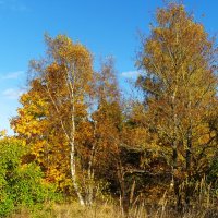 Золотая осень в городе :: Aida10 Золотая осень в городе :: Aida10