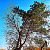 Клонятся сосны от северных ветров! :: Владимир 