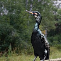 Баклан :: SanSan 