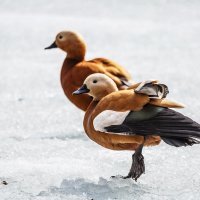 Огарь :: SanSan 