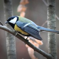 Фотосессия продолжается. :: Любовь Сахарова