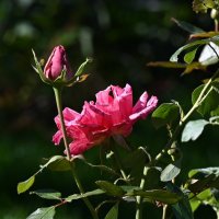 *** :: Николай Саржанов