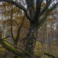 Дуб :: Сергей Цветков