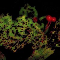 Последние ягоды. :: Владимир Владимир