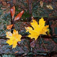 Юрий :: Павел Кореньков