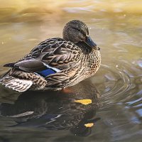 * :: Svetlana Galvez