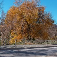 Золотое дерево :: Валентин Семчишин Золотое дерево :: Валентин Семчишин