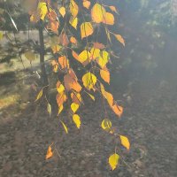 Туман :: Валентина Богатко 