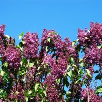 был апрель :: Елена Шаламова