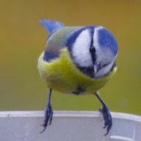 Лазоревка прилетела... :: Юрий Куликов