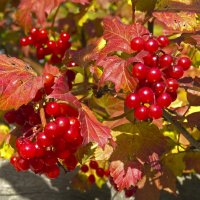 Хвалила себя калина, что она с медом хороша. :: ИРЭН@ . Хвалила себя калина, что она с медом хороша. :: ИРЭН@ .