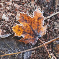 *** :: Елена Kазак (selena1965)