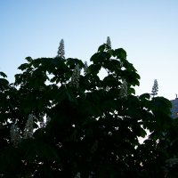 Современный Питер... Однажды майским вечером... 5 :: Игорь Тельцов