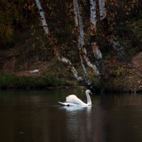 *** :: Владимир Безбородов