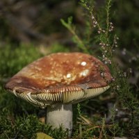 Сыроежка :: Игорь Сикорский