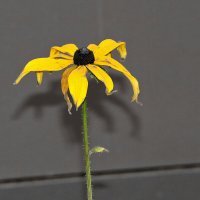 Умирание... :: Светлана 