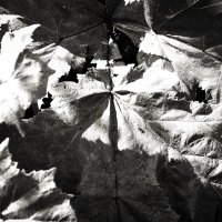 Фотография :: Денис Безногов