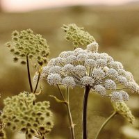 Фактура :: ZNatasha - Фактура :: ZNatasha -