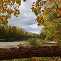 янтарными каплями мёда листва по деревьям течёт... :: Галина 