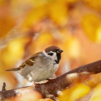 Воробушек :: Alex Bush