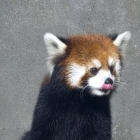 Красная панда (Малая панда) :: Николай 