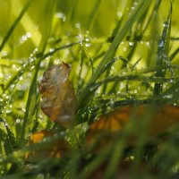 Осенние слёзы :: Светлана Тихонина