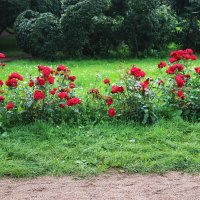 Роза флорибунда :: Любовь ***