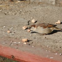 Воруют у Кузи корм.... :: Андрей Катков