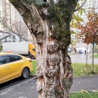 Выживает в городе :: Сергей Лындин