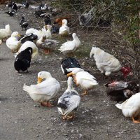 Чистим пёрышки... :: Константин Штарк