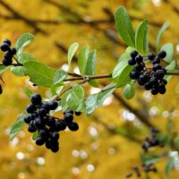 Я осень встречаю с надеждой, Что будет тепло, без дождей, :: "The Natural World" Александер Я осень встречаю с надеждой, Что будет тепло, без дождей, :: "The Natural World" Александер