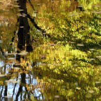 Если на деревьях Листья пожелтели, Если в край далекий :: "The Natural World" Александер Если на деревьях Листья пожелтели, Если в край далекий :: "The Natural World" Александер