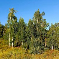 На всём улыбка, жизнь во всём :: Hope 