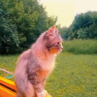 Летним днём :: Сергей Кочнев