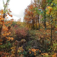 Октябрьская палитра. :: Александр Алексеенко