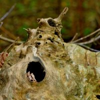 сюжеты октября 9 :: Александр Прокудин сюжеты октября 9 :: Александр Прокудин