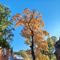 Осень :: Сапсан 