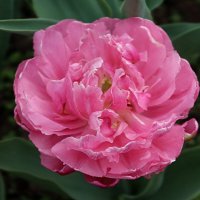 Тюльпан :: Дмитрий И_