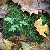 Зелёный островок. :: Любовь 