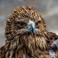 Беркут :: SanSan 