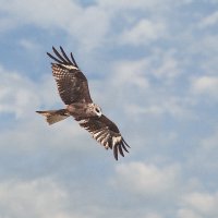 Ястреб :: SanSan 