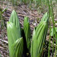 Встретились друзья. :: nadyasilyuk Вознюк