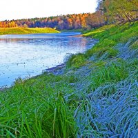 Протока Девкина...Сентябрьский иней на осоке! :: Владимир 