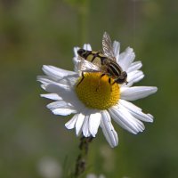 Муха журчалка в летний день :: Любовь Сахарова