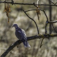 Кольчатая горлица. :: Игорь Сикорский Кольчатая горлица. :: Игорь Сикорский